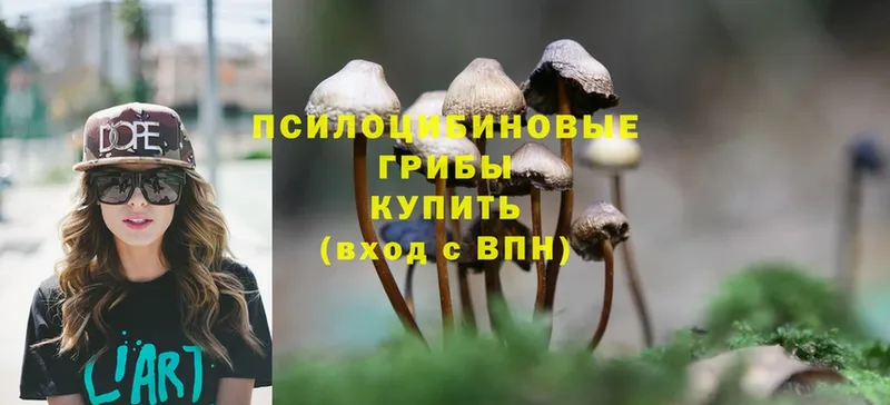 продажа наркотиков  Удомля  Псилоцибиновые грибы Psilocybe 