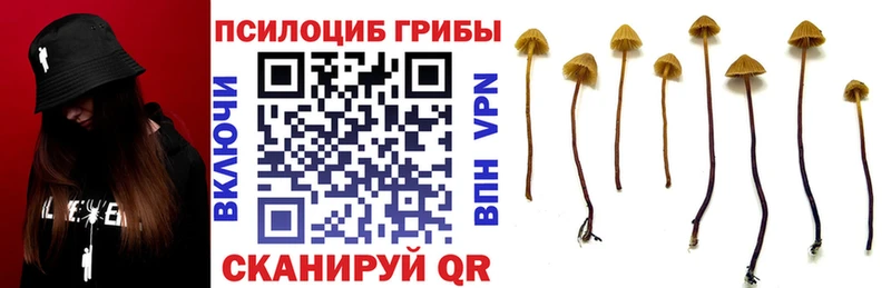 закладка  Удомля  Галлюциногенные грибы GOLDEN TEACHER 